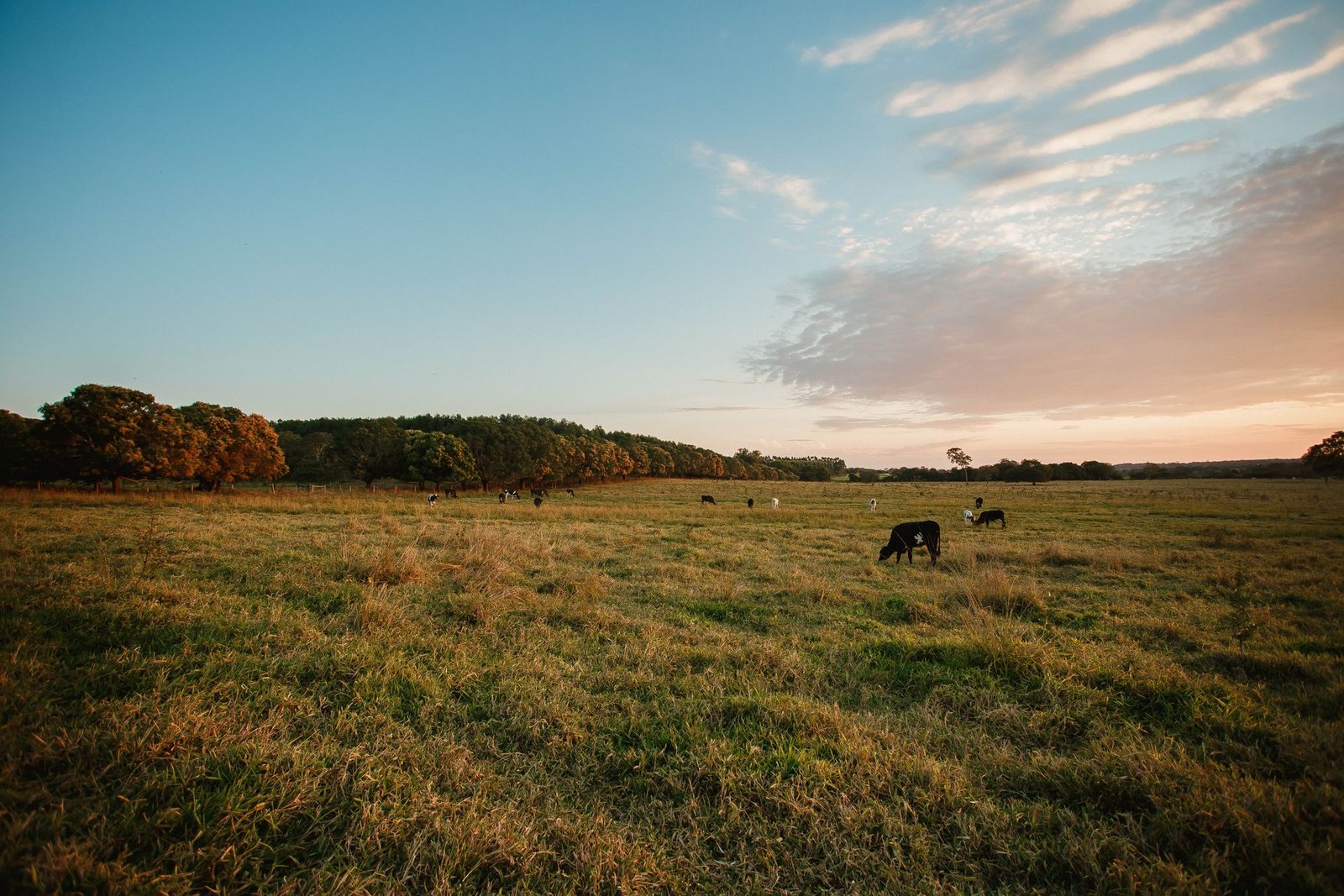 Boiada no campo ao amanhecer
